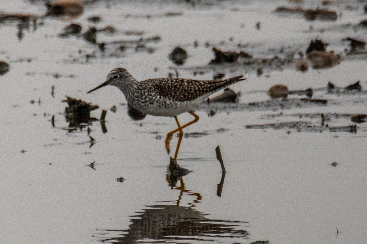gulbeinsnipe - ML634294820