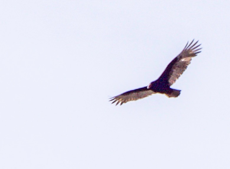 Turkey Vulture - ML634294946