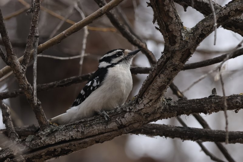 Downy Woodpecker - ML634295010