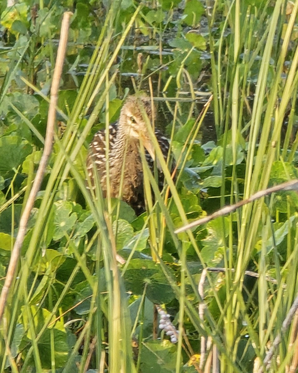 Limpkin - ML634295043
