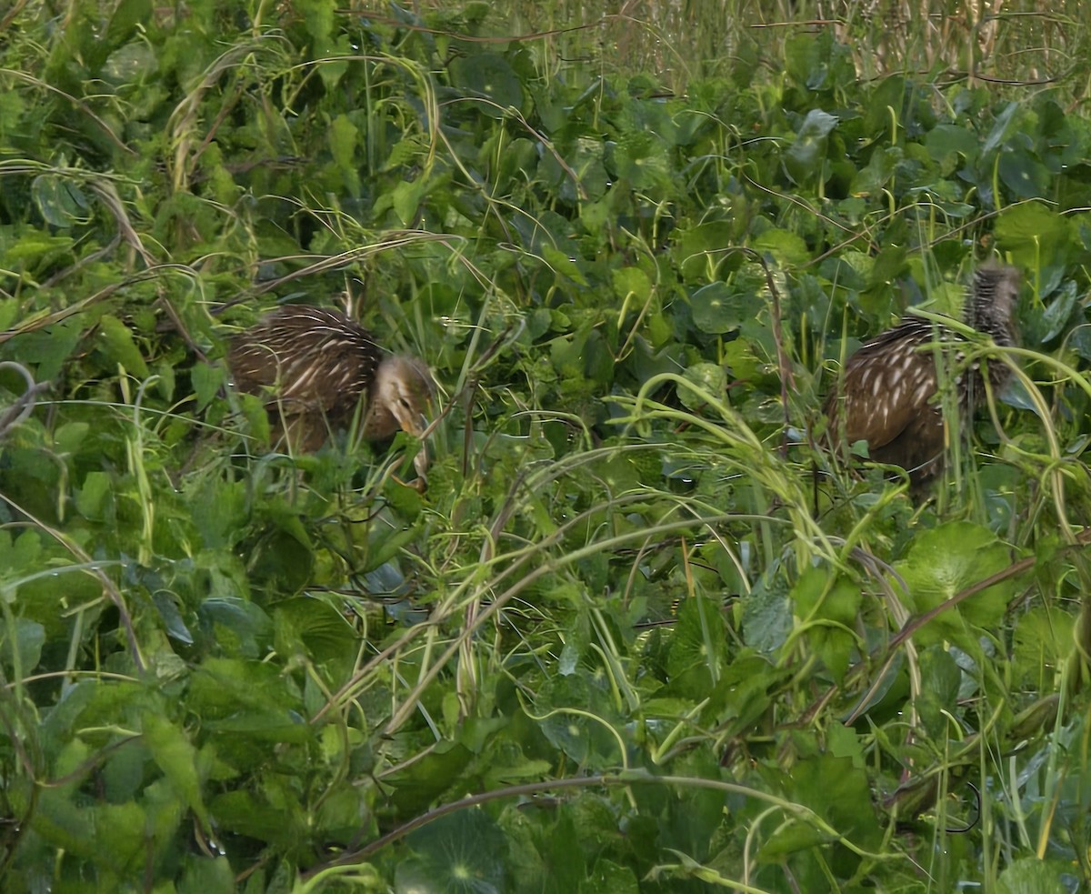 Limpkin - ML634295044