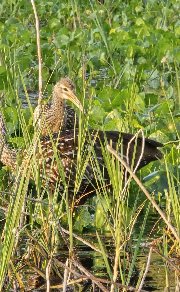 Limpkin - ML634295045