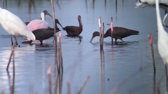 White-faced Ibis - ML634295123
