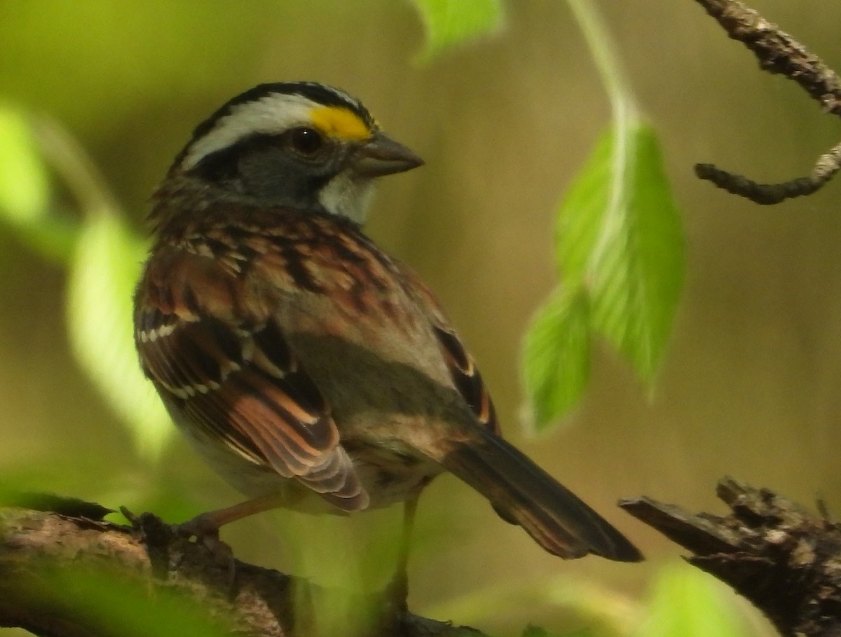 White-throated Sparrow - ML634295268
