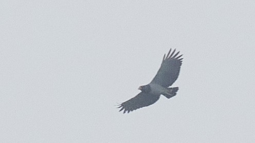 Barred Hawk - ML634295298