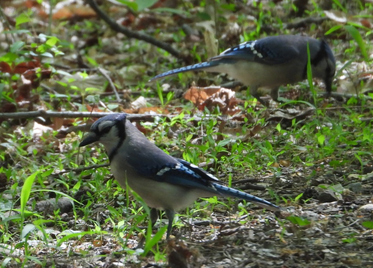 Blue Jay - ML634295351