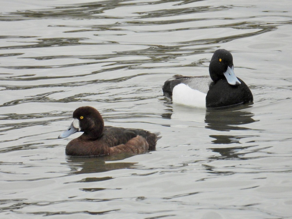 Lesser Scaup - ML634295406