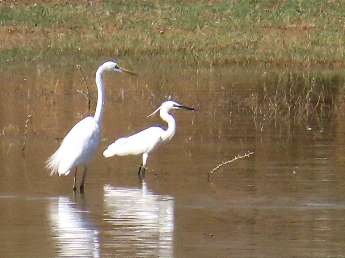 Little Egret - ML634295430