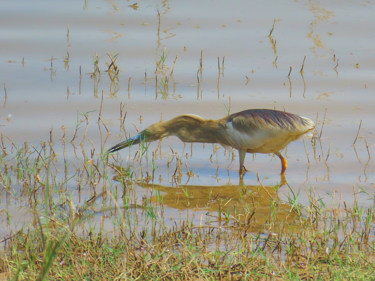Indian Pond-Heron - ML634295454