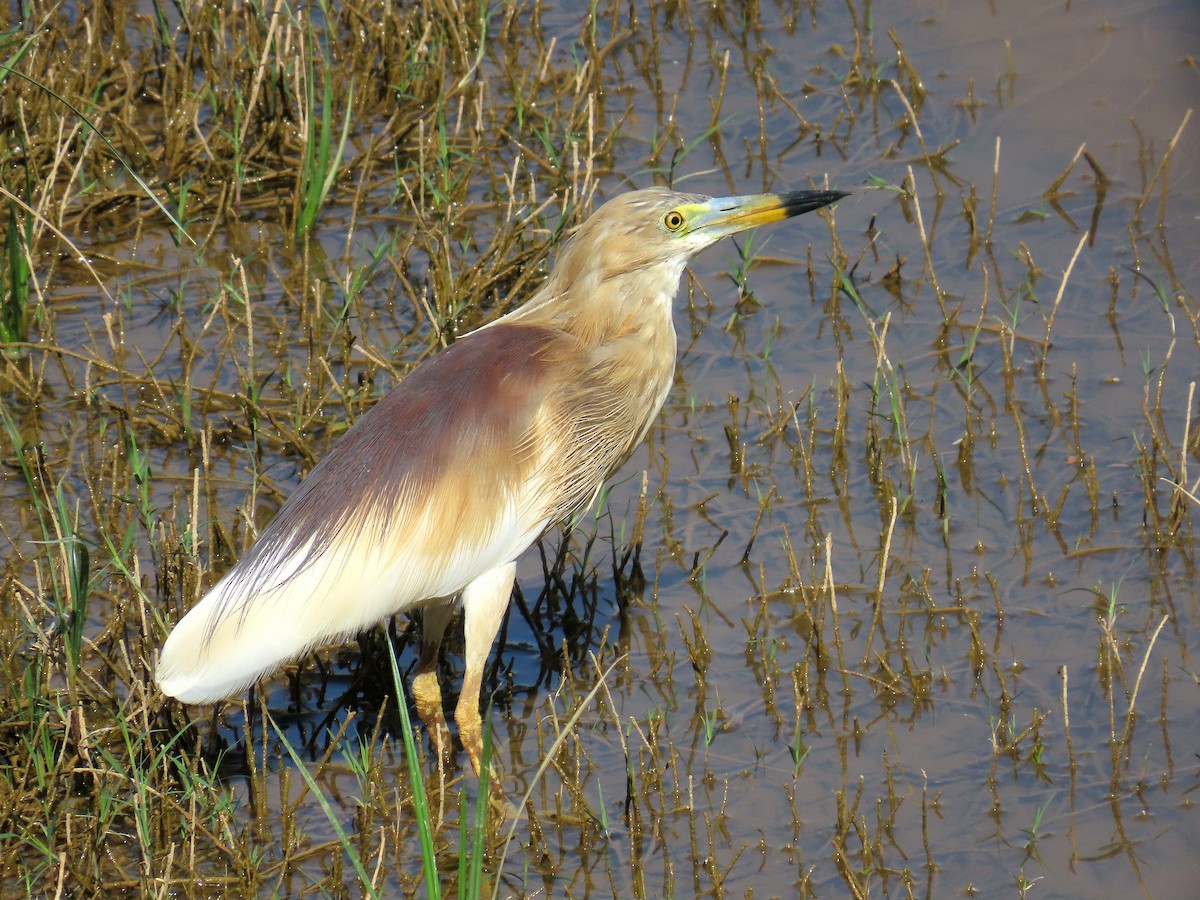 Indian Pond-Heron - ML634295455