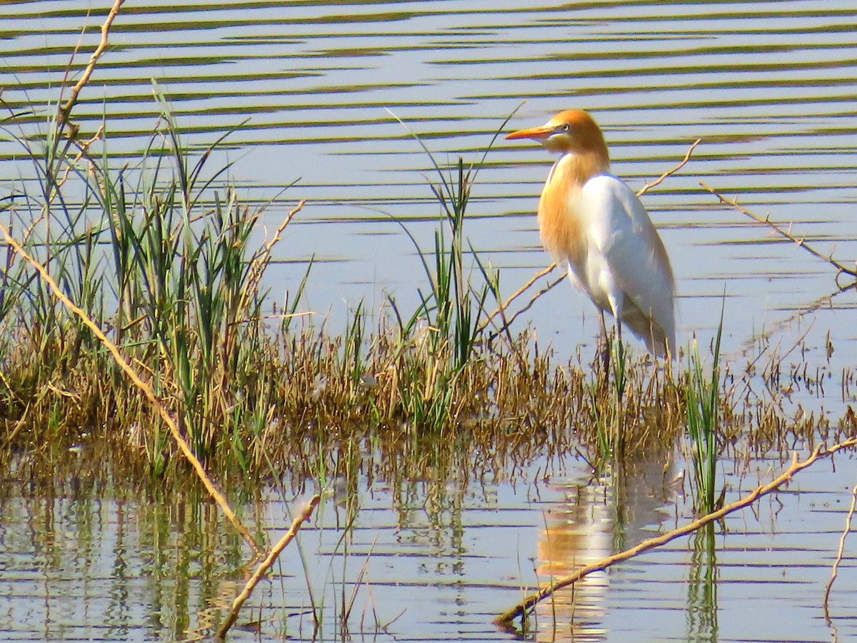 Eastern Cattle-Egret - ML634295458