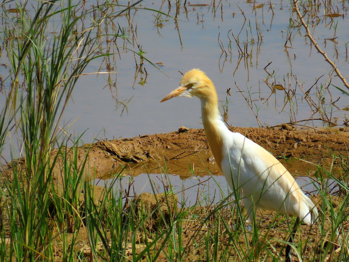 Eastern Cattle-Egret - ML634295459