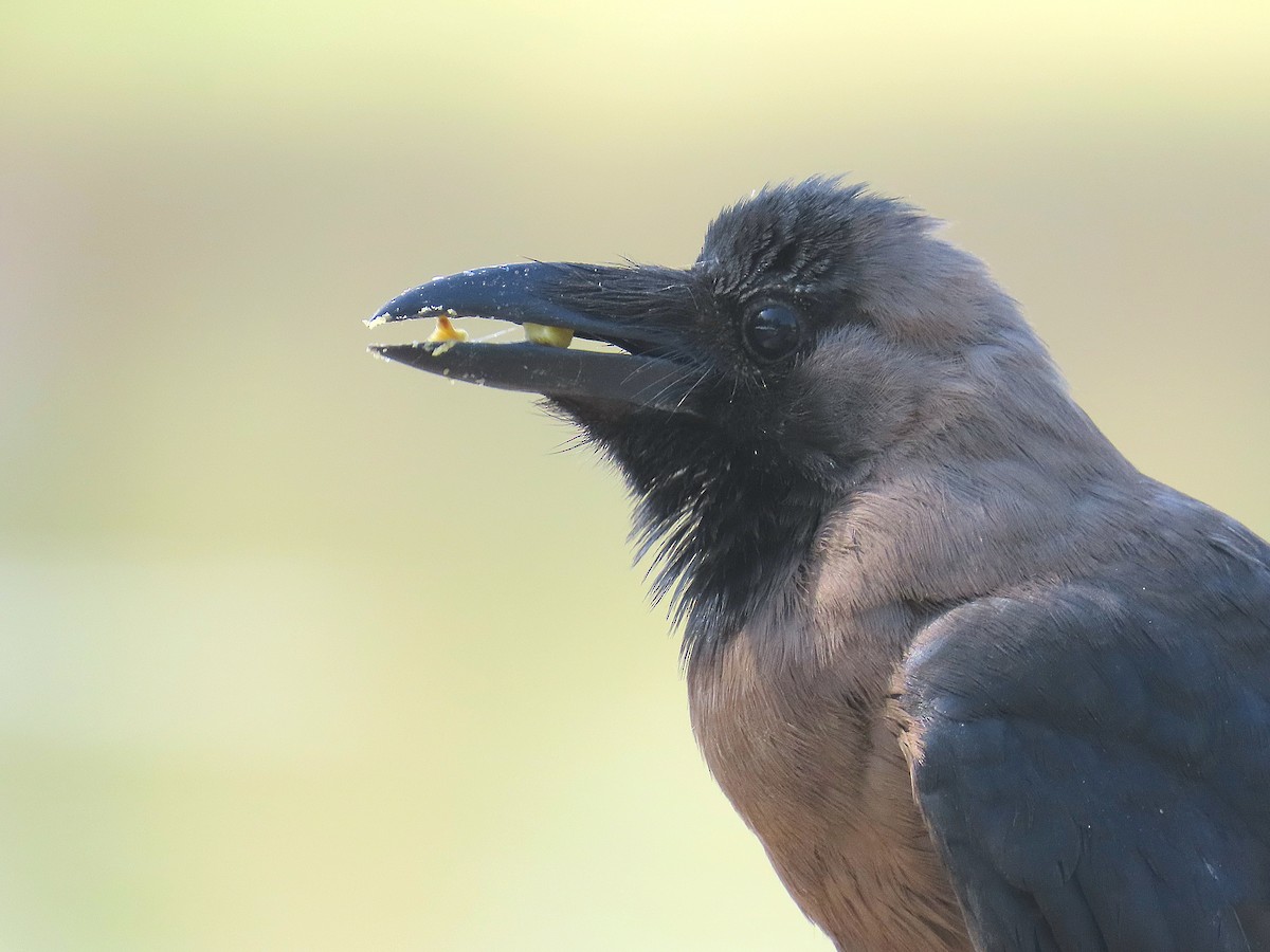 House Crow - ML634295481