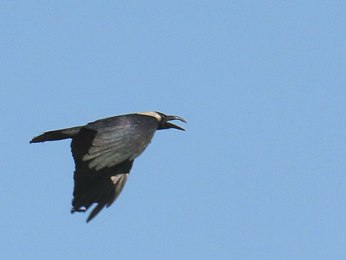 House Crow - ML634295495