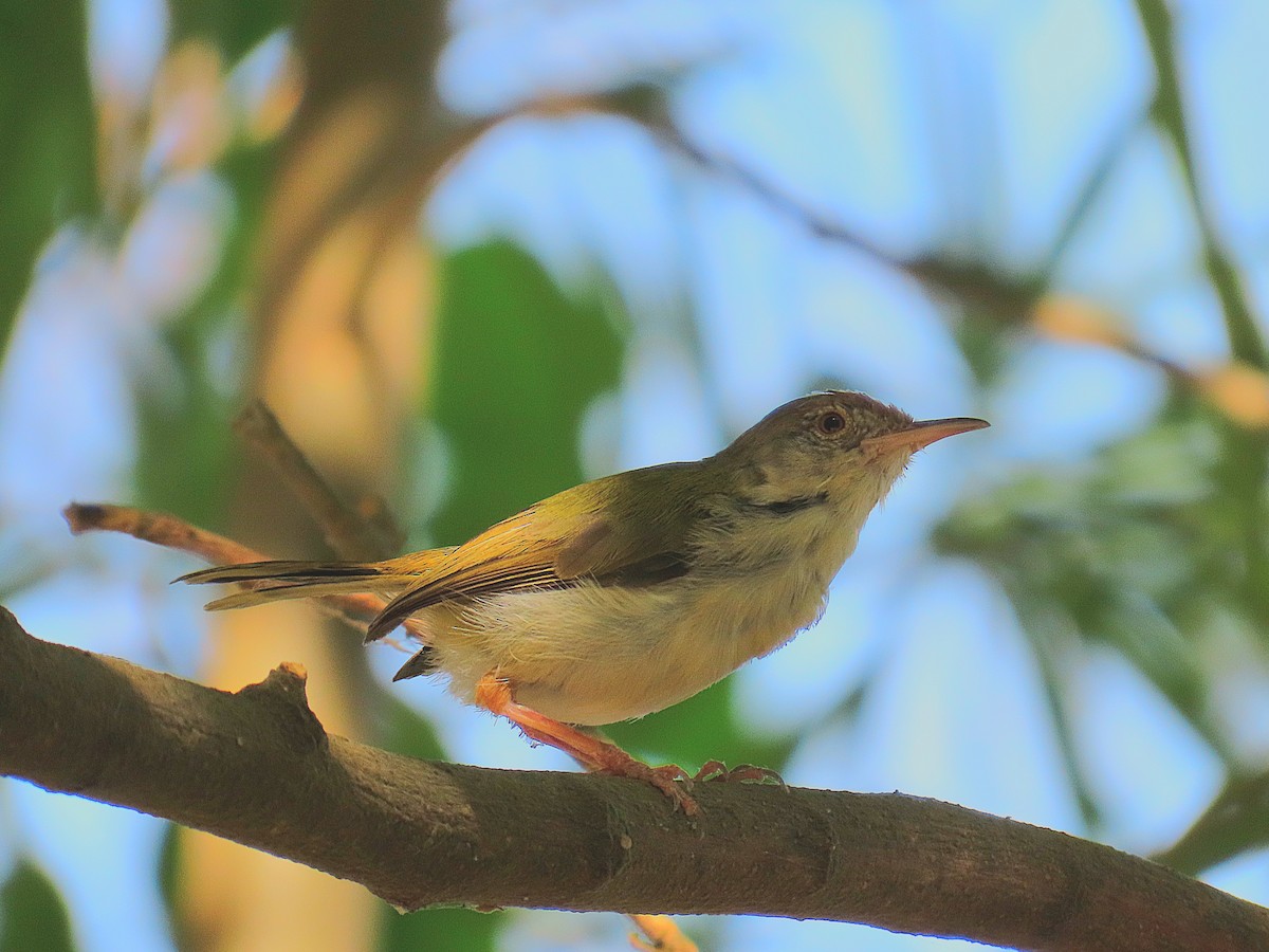 Common Tailorbird - ML634295507