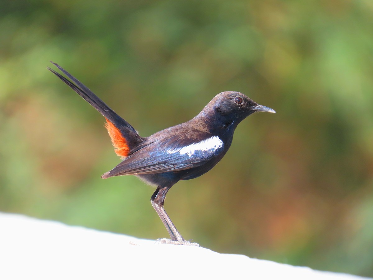 Indian Robin - ML634295539