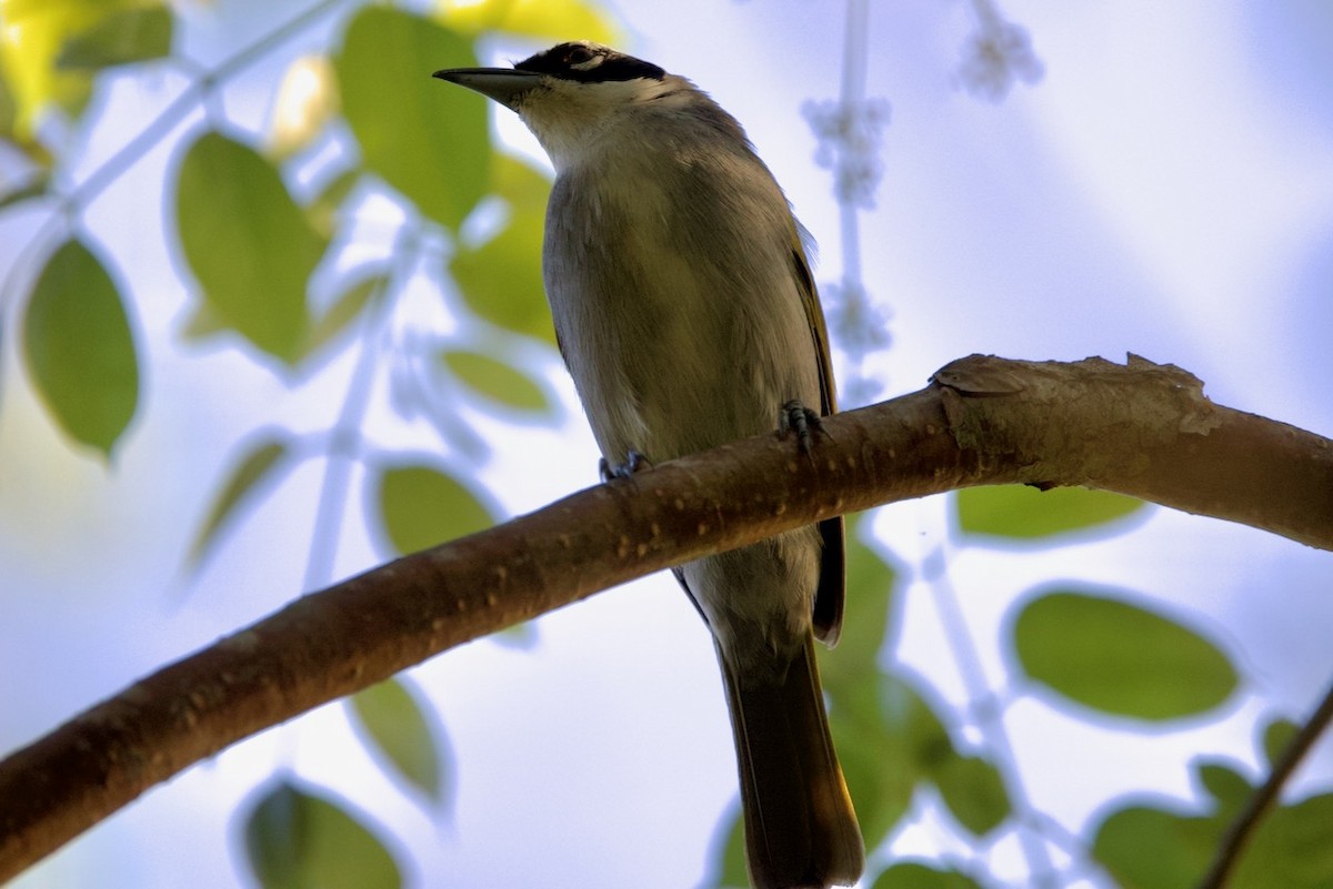 Black-crowned Palm-Tanager - ML634295589