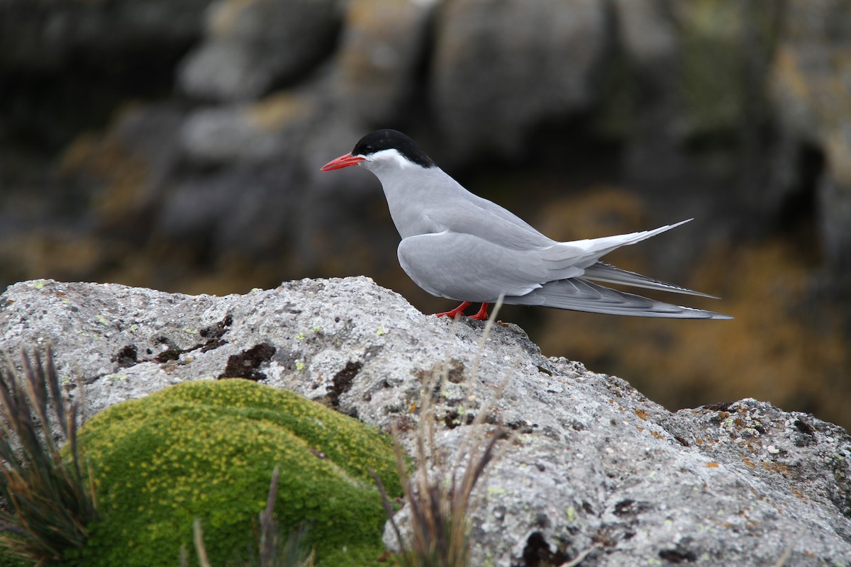 Kerguelen Tern - ML634295712