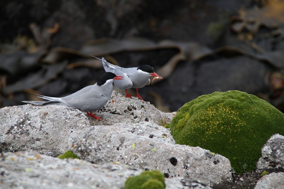 Kerguelen Tern - ML634295713
