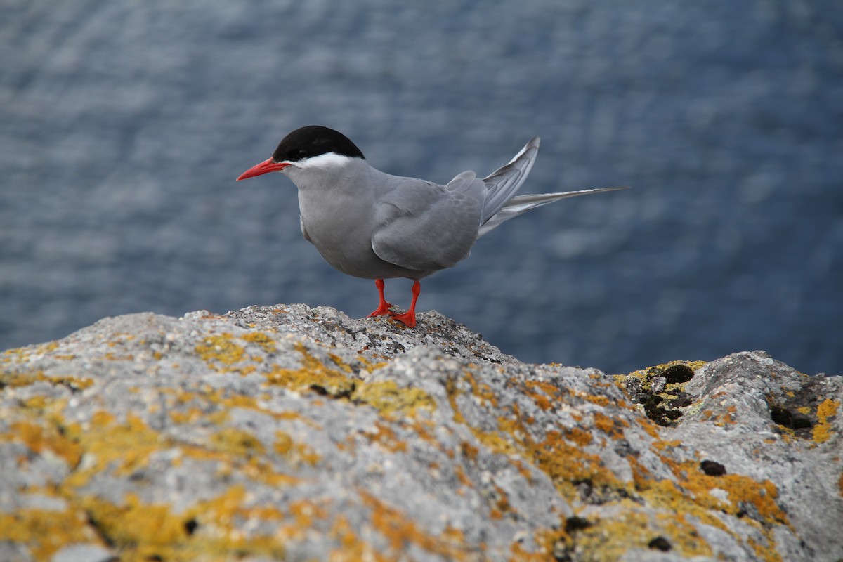 Kerguelen Tern - ML634295714