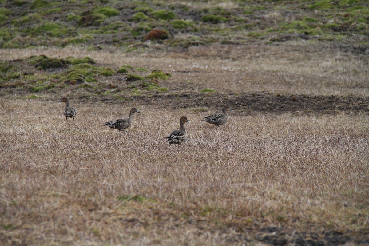 Eaton's Pintail - ML634295746