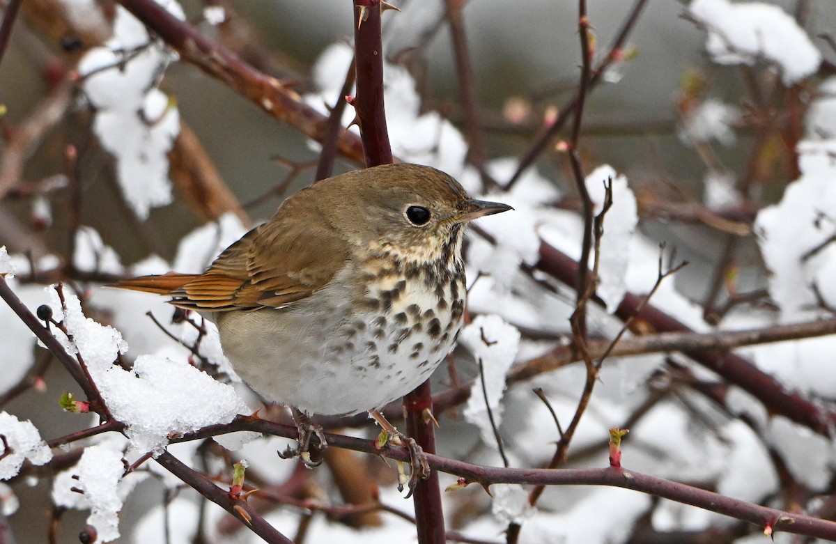Hermit Thrush - ML634295770
