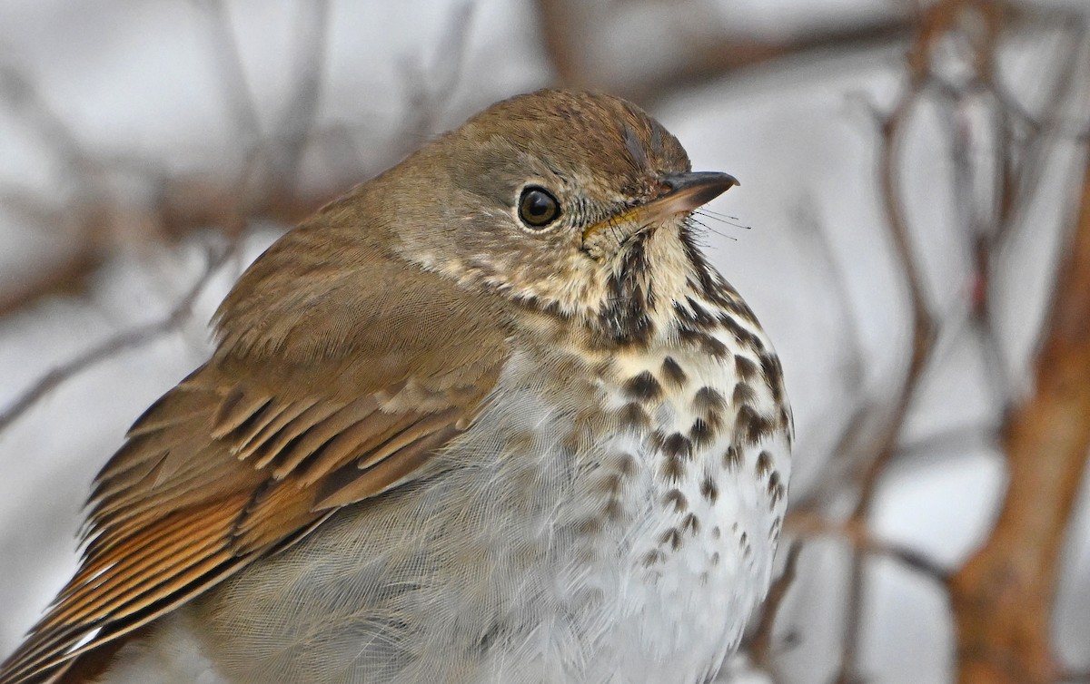 Hermit Thrush - ML634295771