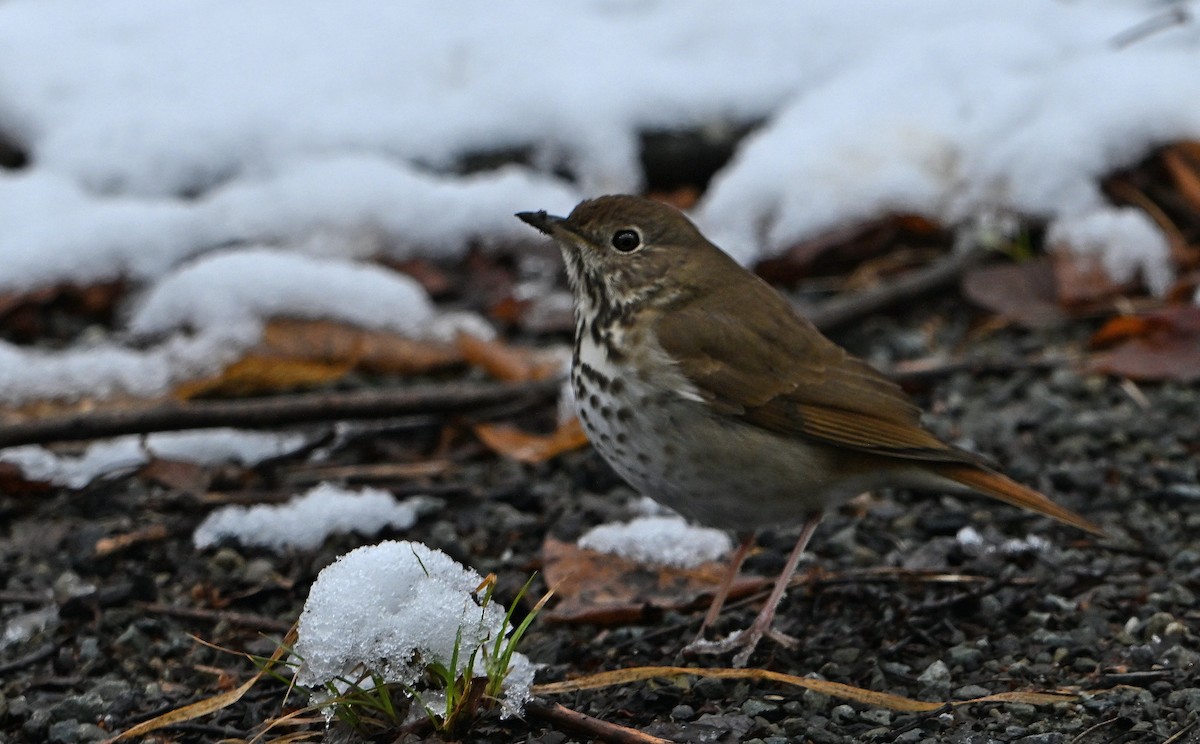 Hermit Thrush - ML634295773