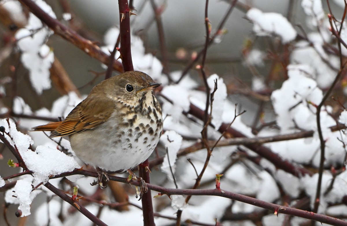 Hermit Thrush - ML634295774