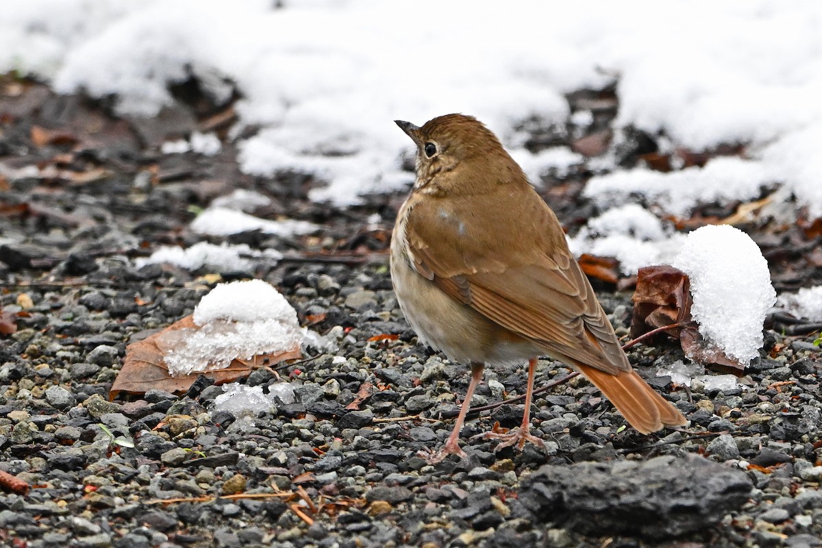 Hermit Thrush - ML634295775