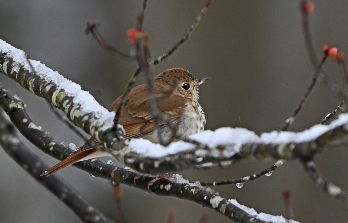 Hermit Thrush - ML634295776