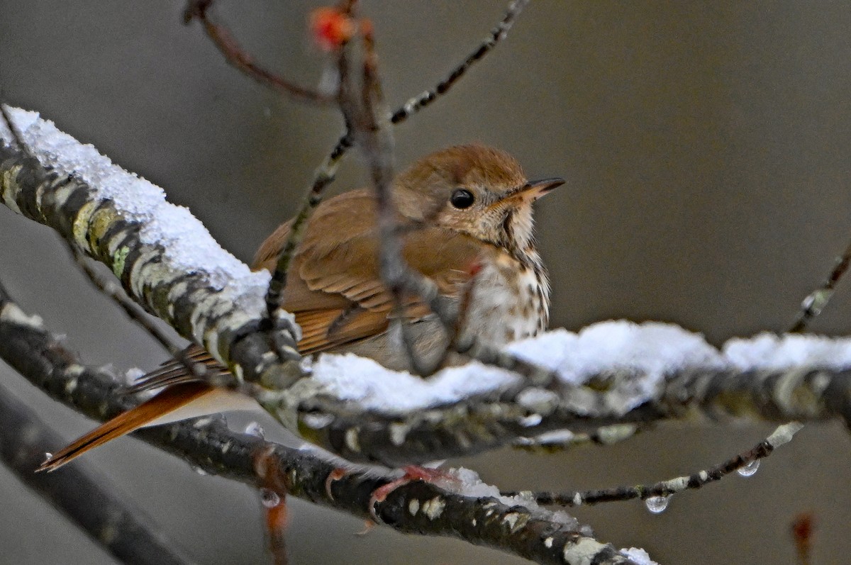 Hermit Thrush - ML634295777