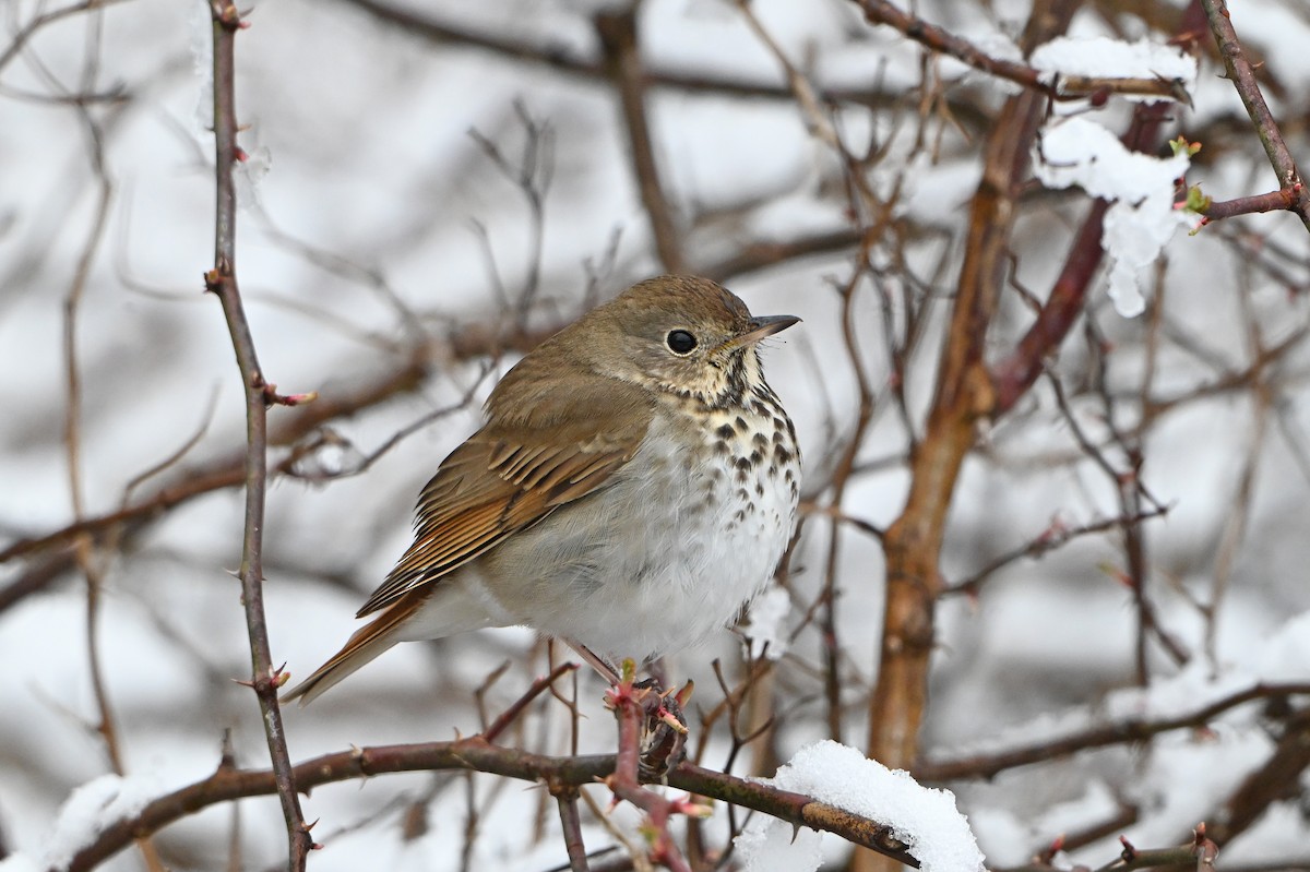 Hermit Thrush - ML634295780