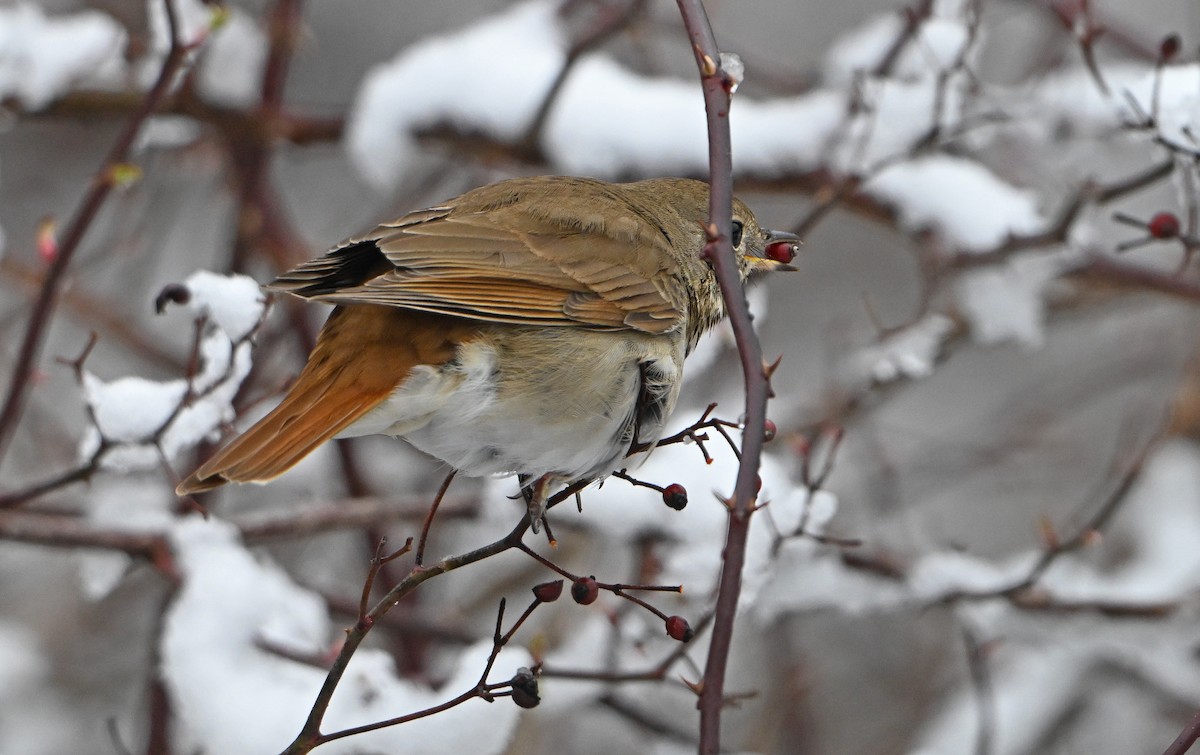 Hermit Thrush - ML634295782