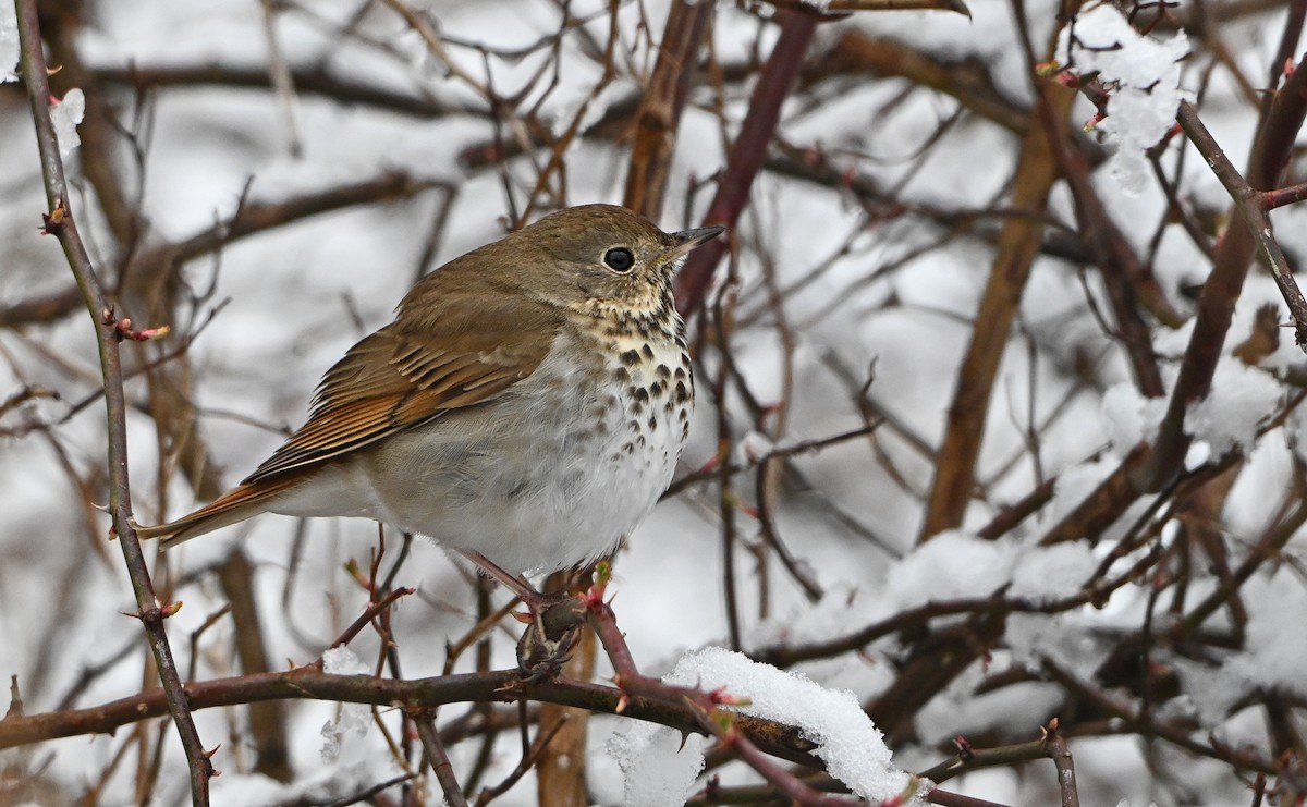 Hermit Thrush - ML634295783