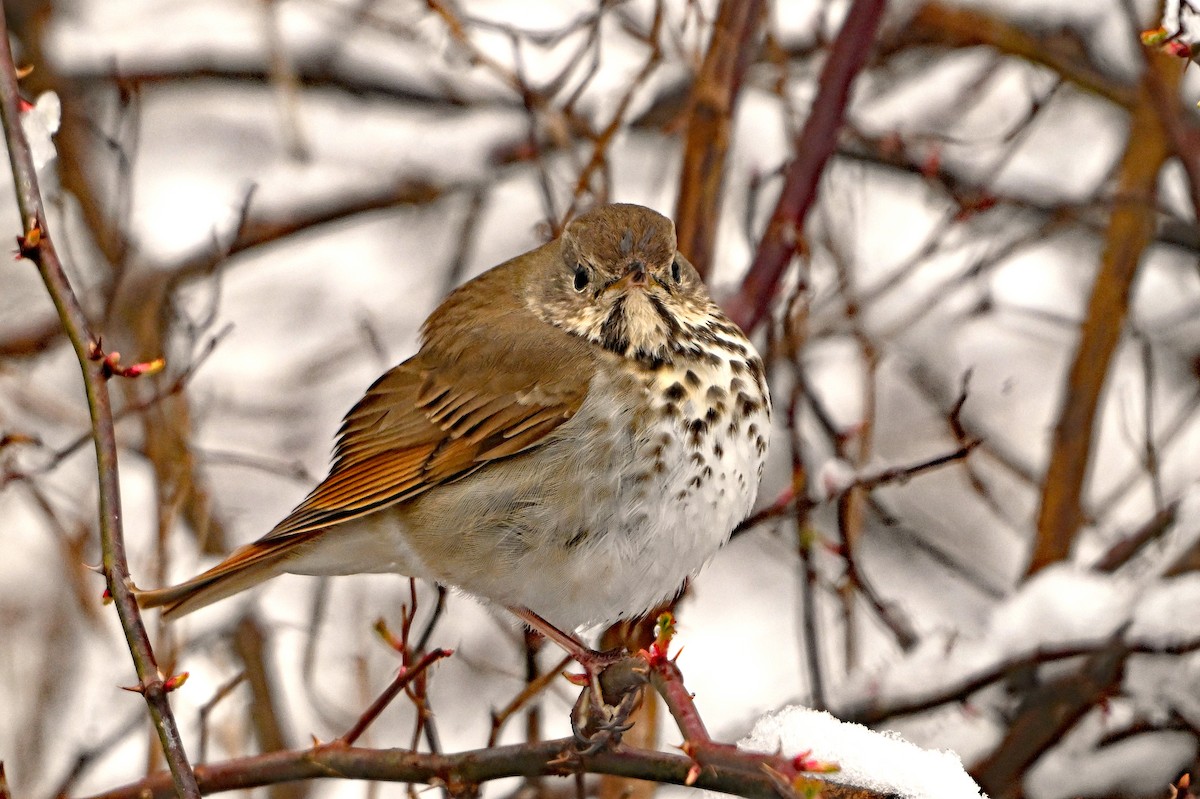 Hermit Thrush - ML634295784