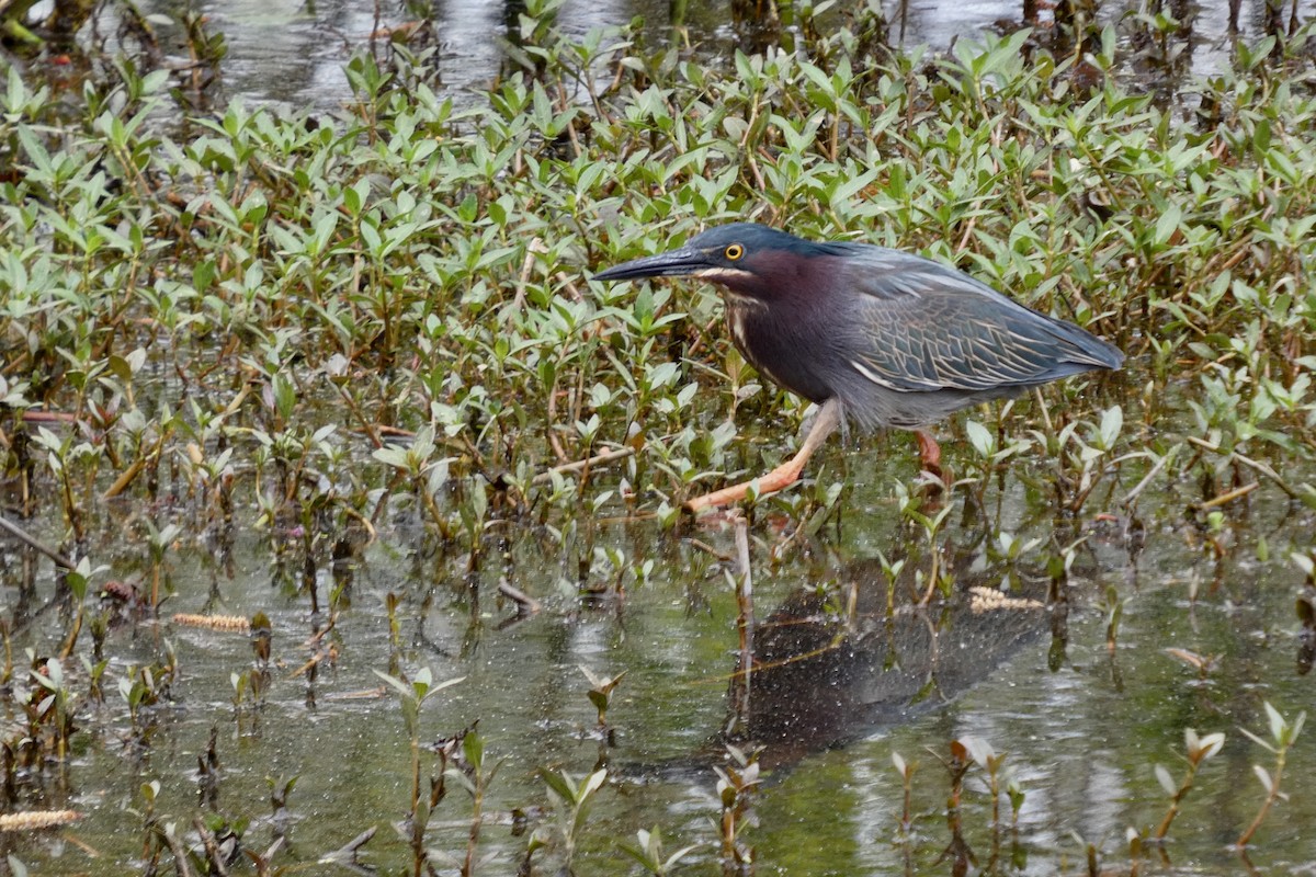 Green Heron - ML634295785
