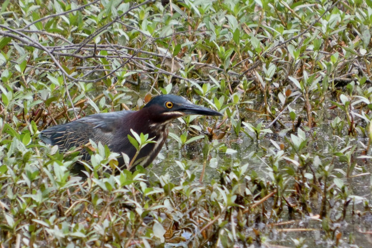 Green Heron - ML634295786