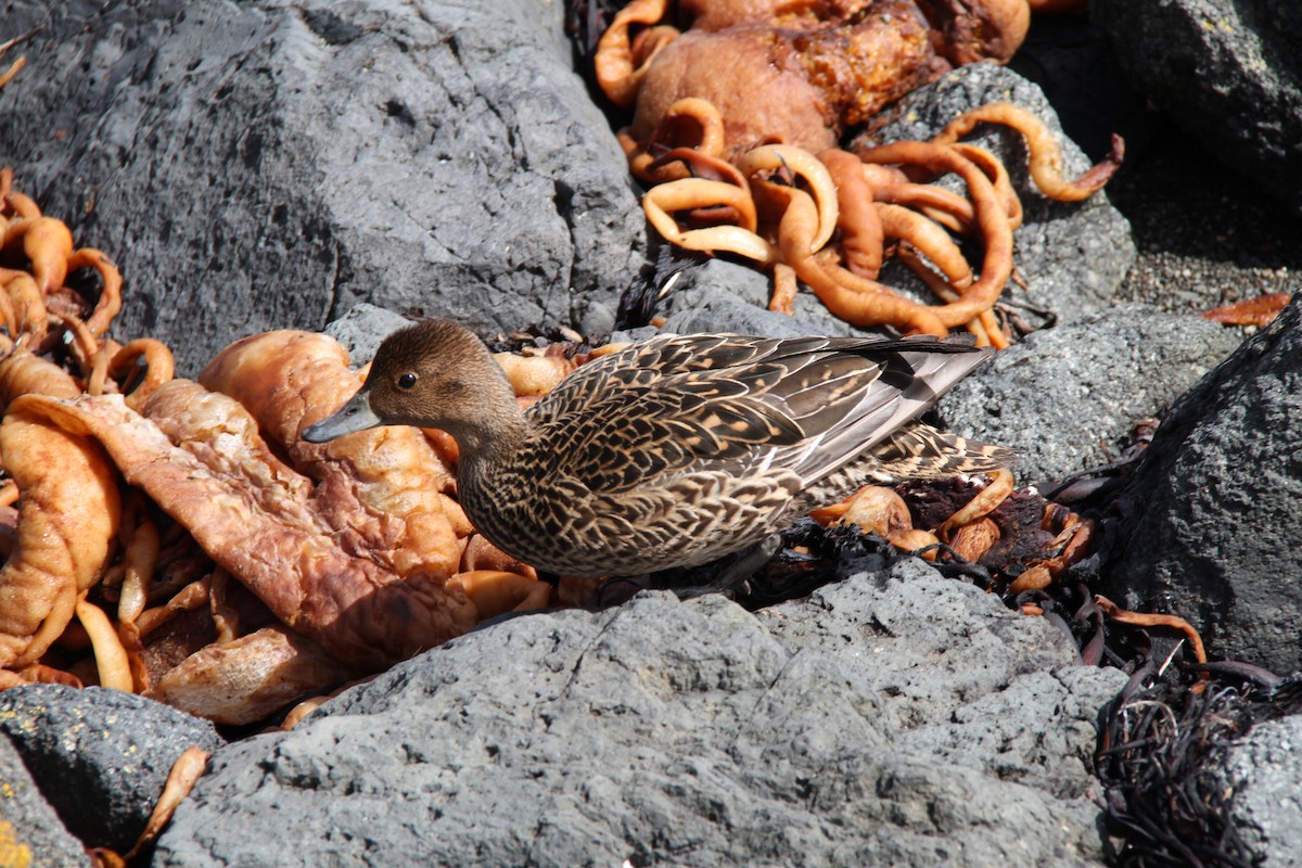 Eaton's Pintail - ML634295832