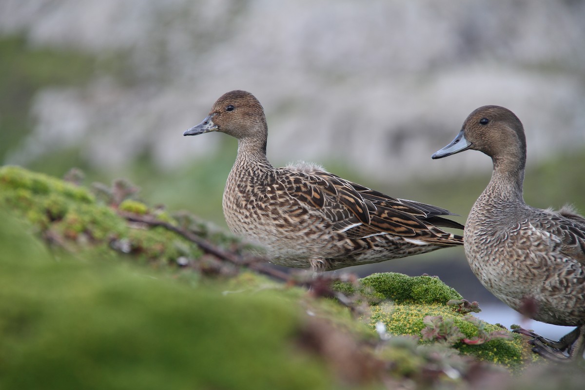 Eaton's Pintail - ML634295921