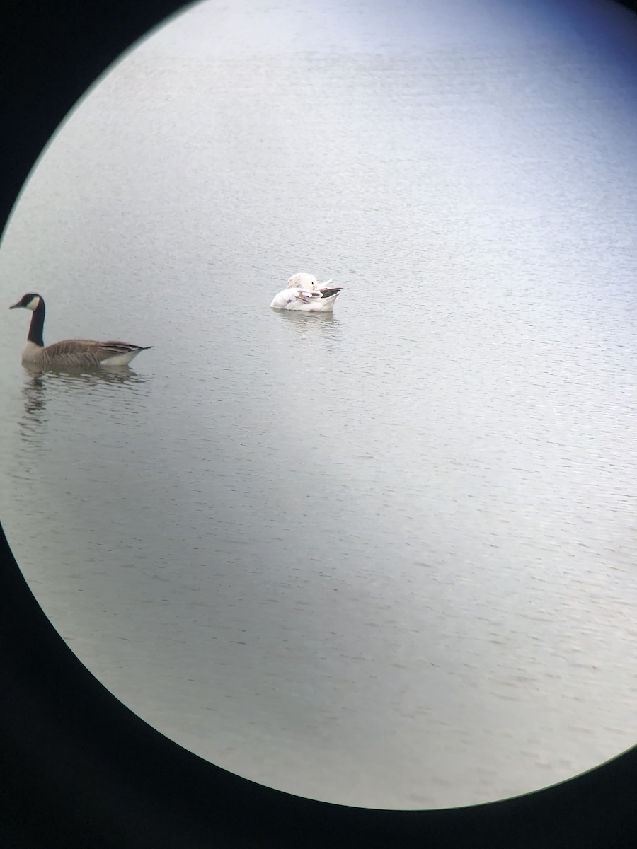 Snow Goose - ML634295949