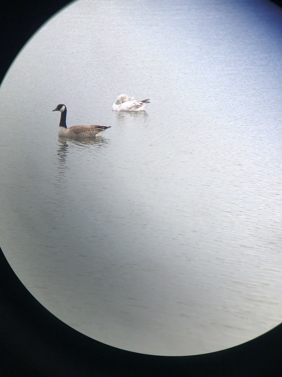 Snow Goose - ML634295950