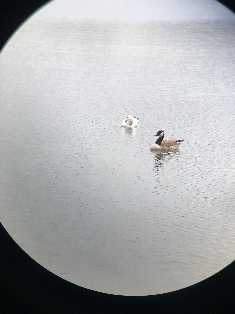 Snow Goose - ML634295951