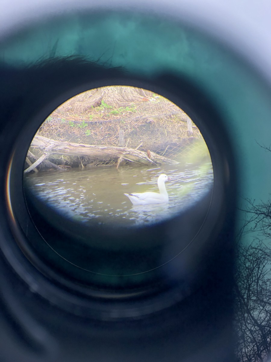 Ross's Goose - ML634295960