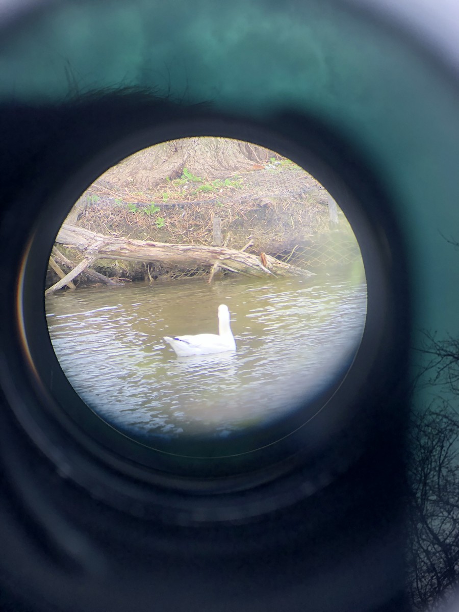 Ross's Goose - ML634295961