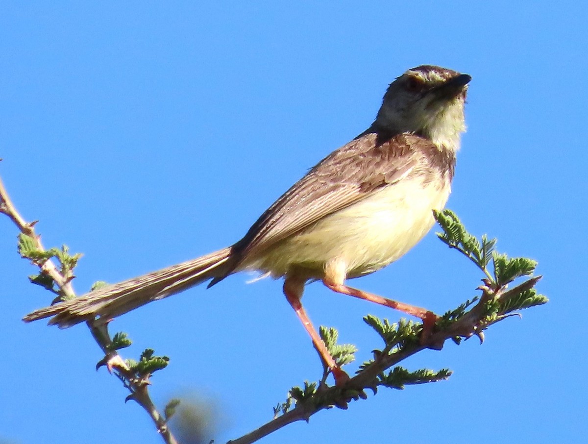 Black-chested Prinia - ML634296110