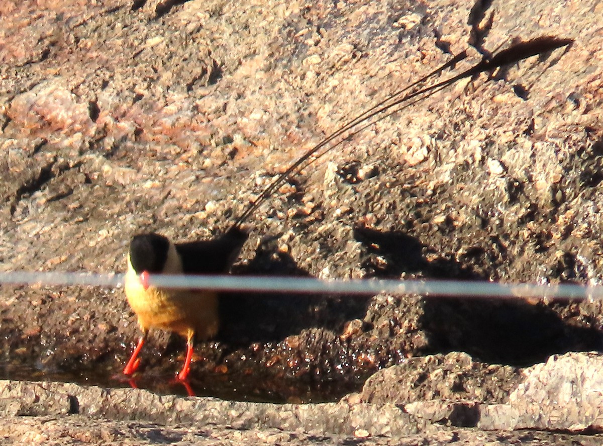 Shaft-tailed Whydah - ML634296201