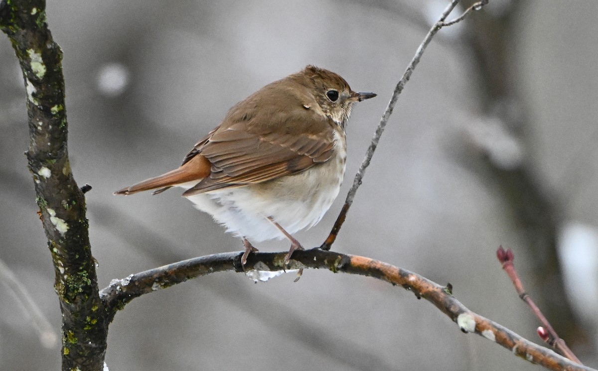 Hermit Thrush - ML634296223
