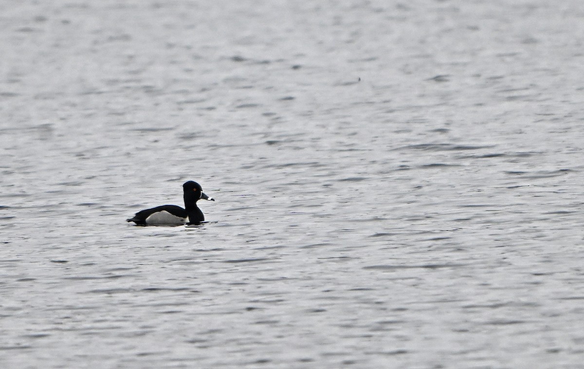 Ring-necked Duck - ML634296231