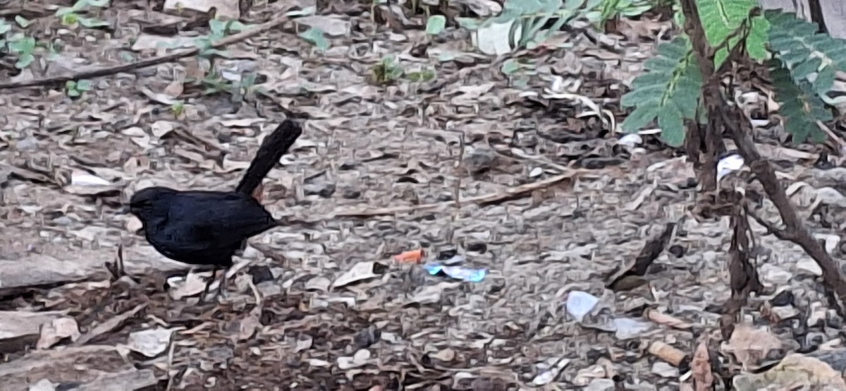 Indian Robin - ML634296242